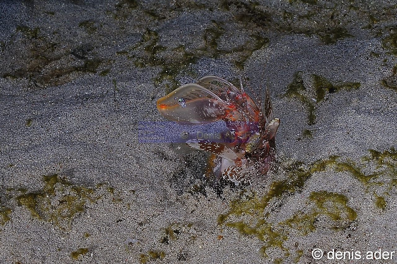 Lysiosquillina-lisa squille mante tachetee rouge-Komodo Stargazer-10m-20160804nuit-Denis-ADER-DSC_0006_tn.jpg